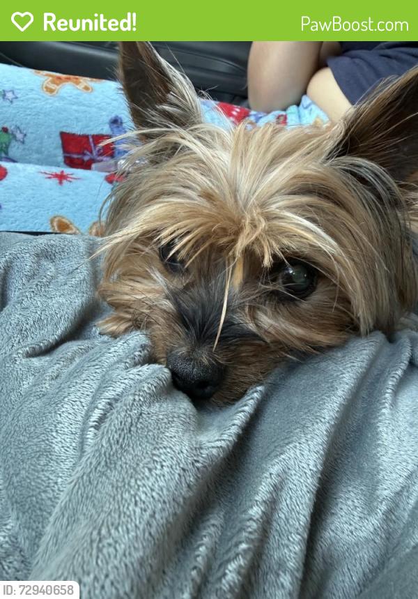 Reunited Female Dog last seen Miami, FL 33155, USA, Miami, FL 33155