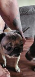 Lost Male Dog last seen Des moines , Des Moines, IA 50320