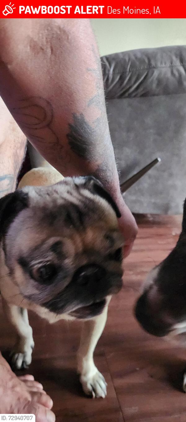 Lost Male Dog last seen Des moines , Des Moines, IA 50320
