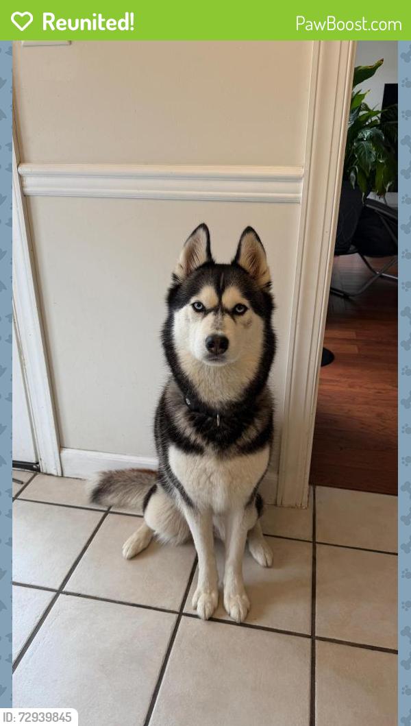 Reunited Female Dog last seen Near bell rd apartaments, Nashville, TN 37013