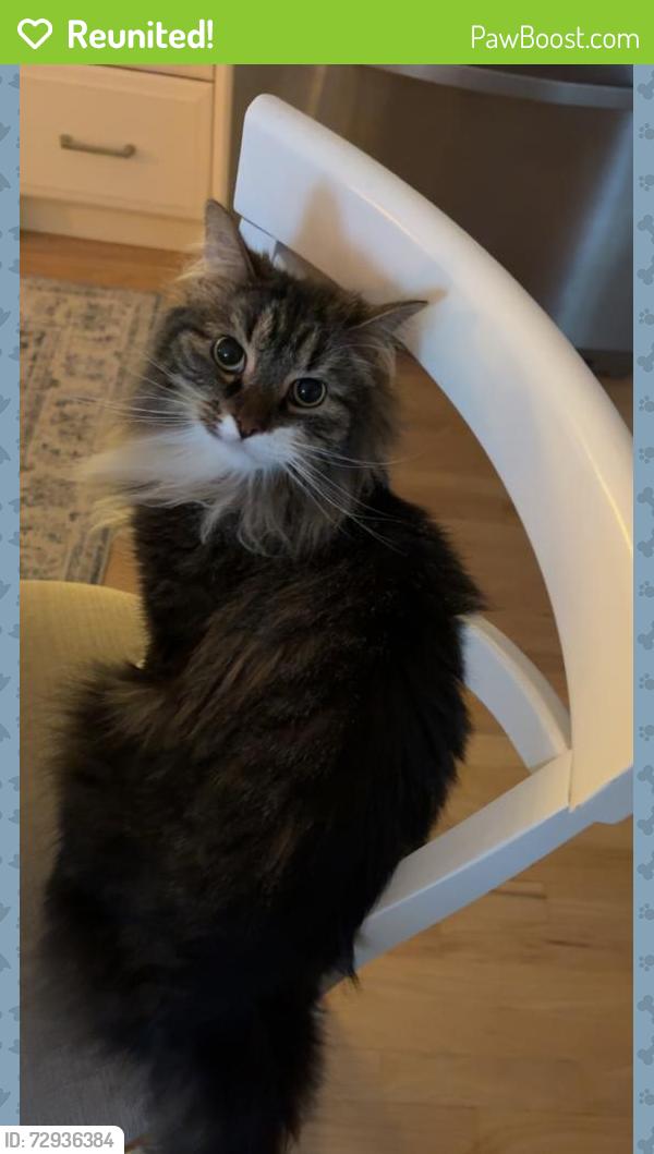 Reunited Male Cat last seen Westfield Drive, Manlius, NY, Manlius, NY 13104