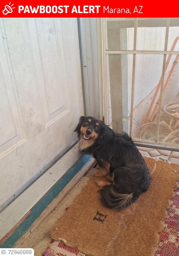 Lost Male Dog last seen Silverbell and Luckett in Avra Valley. MARANA , Marana, AZ 85653