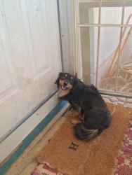Lost Male Dog last seen Silverbell and Luckett in Avra Valley. MARANA , Marana, AZ 85653