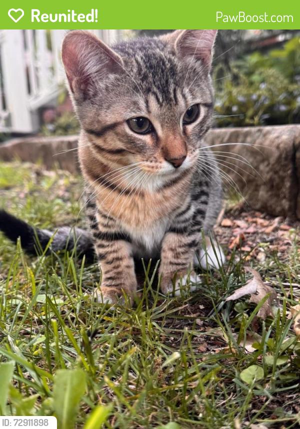 Reunited Female Cat last seen Beacon and Tremont , Dallas, TX 75214