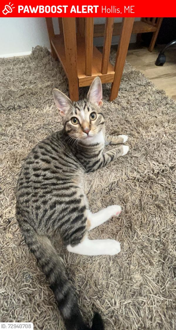 Lost Male Cat last seen Saco Rd, Hollis ME, Hollis, ME 04042