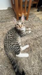 Lost Male Cat last seen Saco Rd, Hollis ME, Hollis, ME 04042