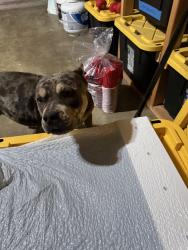 Reunited Female Dog last seen Lakeside drive and arrowhead, Riverside, CA 92509