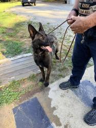 Found/Stray Male Dog last seen Huguenot Trail near 288, Midlothian, VA 23113