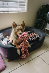 Reunited Female Dog last seen 117th st & mountain view, Scottsdale, AZ 85259