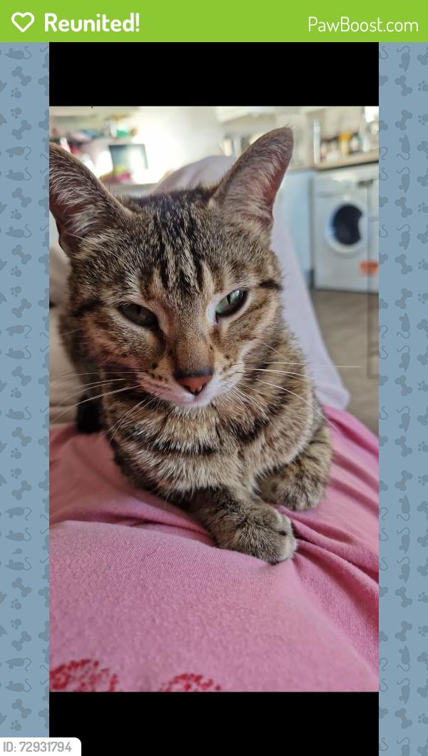 Reunited Female Cat last seen Fern grove haverhill , Suffolk, England CB9 9ND