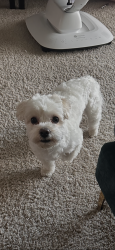 Lost Male Dog last seen Greenspring , Baltimore, MD 21209