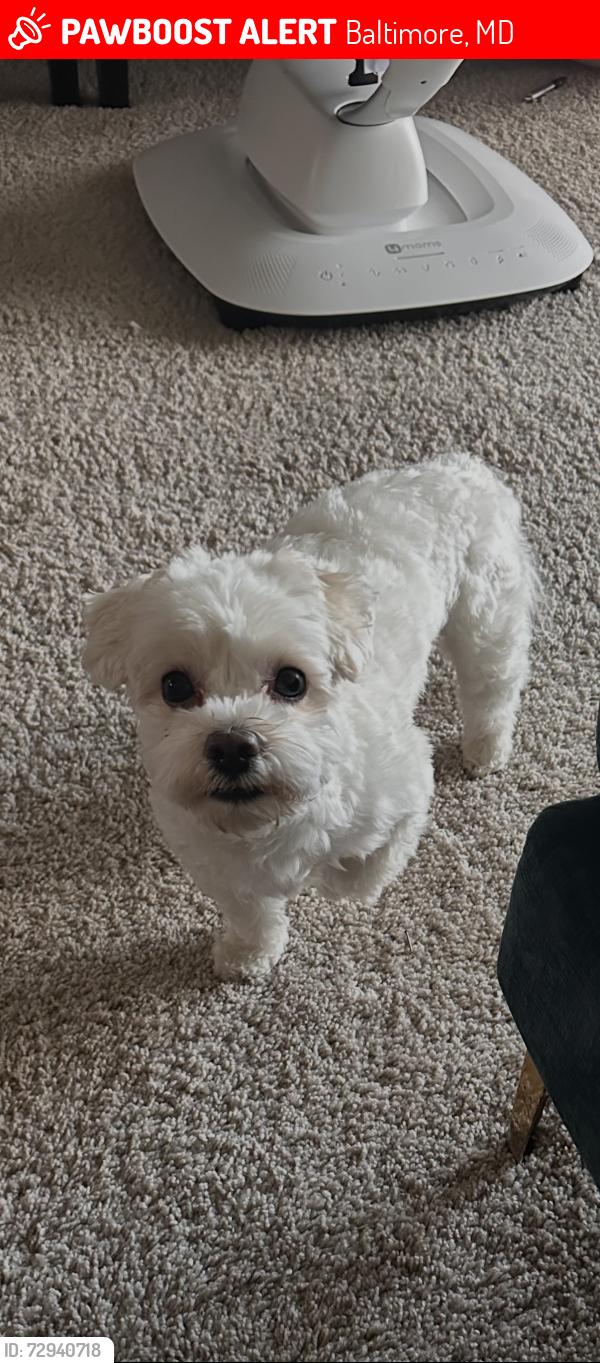 Lost Male Dog last seen Greenspring , Baltimore, MD 21209
