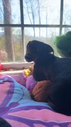Reunited Female Dog last seen Near Hyde Town Rd, Robbinsville, NC 28771, USA, Robbinsville, NC 28771