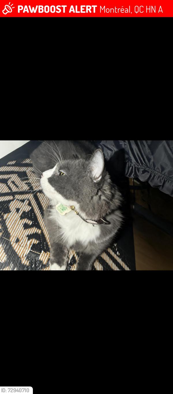 Lost Male Cat last seen Leclerc street near Andre Laurendeau, Montréal, QC H8N 1A4