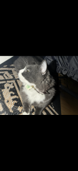 Lost Male Cat last seen Leclerc street near Andre Laurendeau, Montréal, QC H8N 1A4