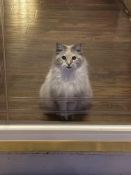 Reunited Female Cat last seen Brittany rd & Wellesley, Rural Hall, NC 27045