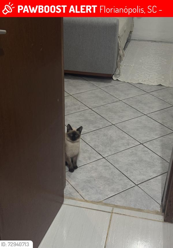 Lost Female Cat last seen servidão sebastião bernardino da silva, jurere tradicional , Florianópolis, SC 88053-750