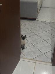Lost Female Cat last seen servidão sebastião bernardino da silva, jurere tradicional , Florianópolis, SC 88053-750