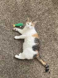 Lost Female Cat last seen Behind building 110 twin willow ct, Owings Mills, MD 21117