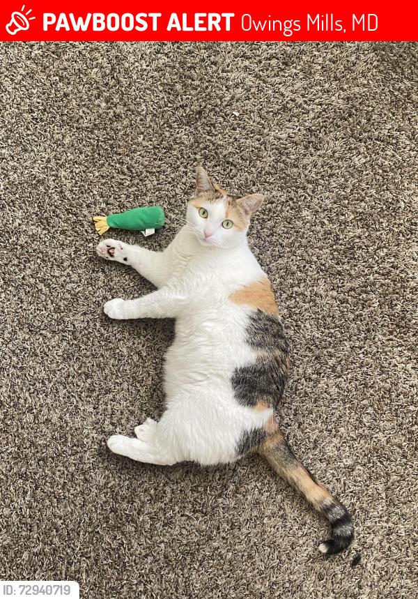 Lost Female Cat last seen Behind building 110 twin willow ct, Owings Mills, MD 21117