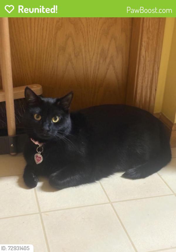 Reunited Female Cat last seen Pond street, Madison, WI 53704