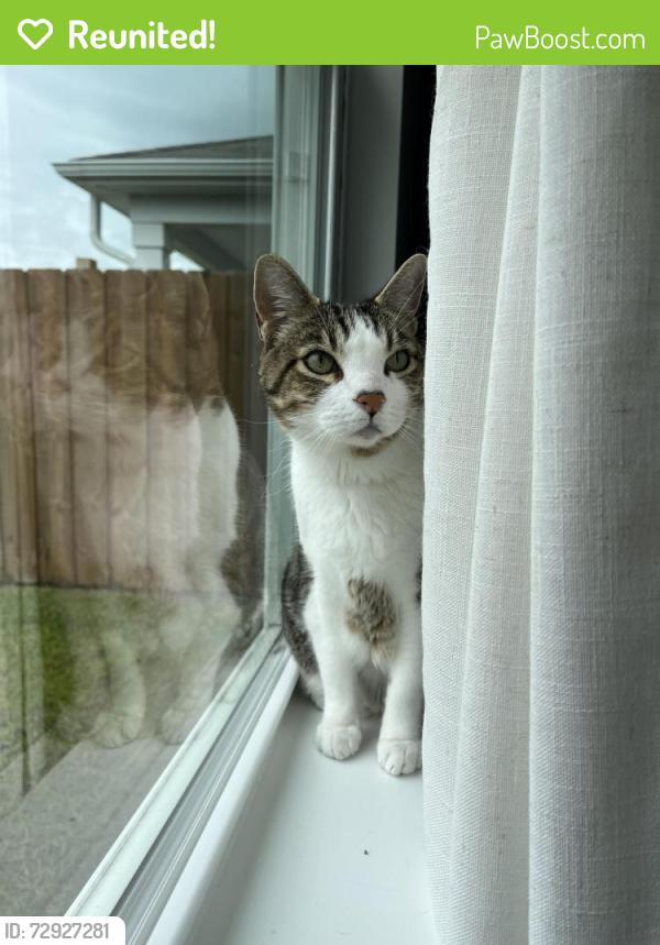 Reunited Male Cat last seen Near Neighborhood Pool, Winnabow, NC 28479