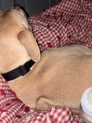 Reunited Male Dog last seen Gordon Avenue and 2200 West, Layton, UT 84041