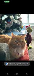 Lost Female Cat last seen Near 68 ave sw , Calgary, AB 