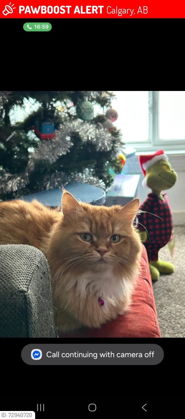 Lost Female Cat last seen Near 68 ave sw, Calgary, AB 