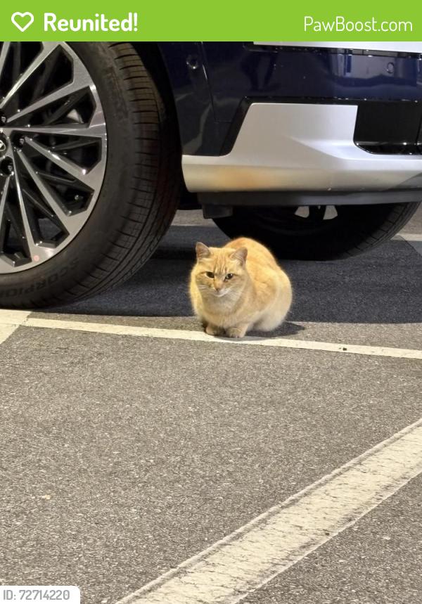 Reunited Unknown Cat last seen At Hyundai electric chargers , Jacksonville, NC 28543