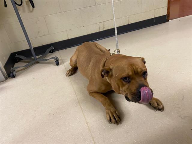 Shelter Stray Female Dog last seen Near BLOCK N 25TH ST, Milwaukee, WI 53215
