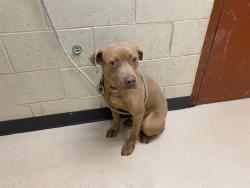 Shelter Stray Male Dog last seen Near BLOCK N 21ST ST, Milwaukee, WI 53215