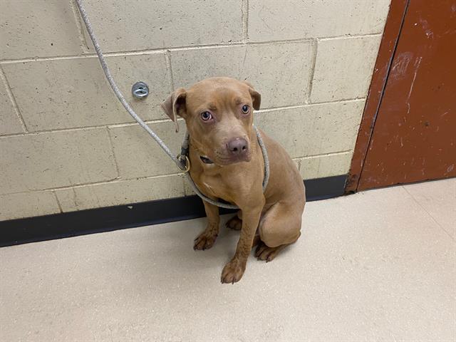 Shelter Stray Male Dog last seen Near BLOCK N 21ST ST, Milwaukee, WI 53215