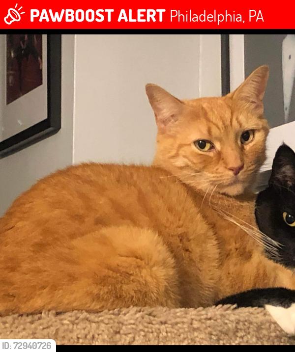 Lost Male Cat last seen Near west Passyunk Ave , Philadelphia, PA 19145