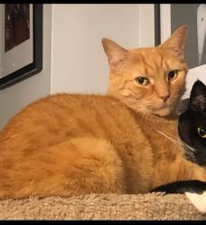 Lost Male Cat last seen Near west Passyunk Ave , Philadelphia, PA 19145