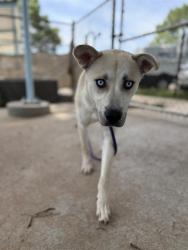 Shelter Stray Female Dog last seen CHARLOTTE, 8315 Byrum Dr, Charlotte, NC 28217, USA