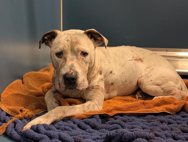 Shelter Stray Male Dog last seen Near BLOCK MANSFIELD ST, DETROIT MI 48228, Detroit, MI 48211