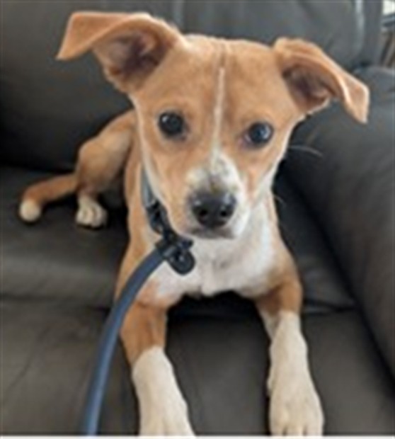 Shelter Stray Female Dog last seen TIMBERLANE DR & EAGLESVIEW CIR UMATILLA, Deer Island, FL 32778