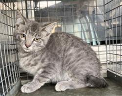 Shelter Stray Unknown Cat last seen Near BLOCK N OLD MANOR RD, WICHITA KS 67208, Wichita, KS 67219