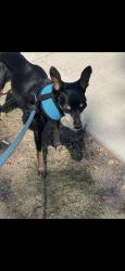 Reunited Female Dog last seen Grange Creek, Eudora Way and Eudora circle, Thornton, CO 80233
