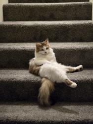 Lost Male Cat last seen Crestbrook, South Modoc, Medford, OR 97504