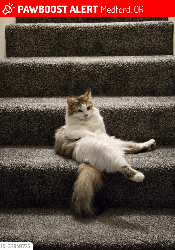 Lost Male Cat last seen Crestbrook, South Modoc, Medford, OR 97504