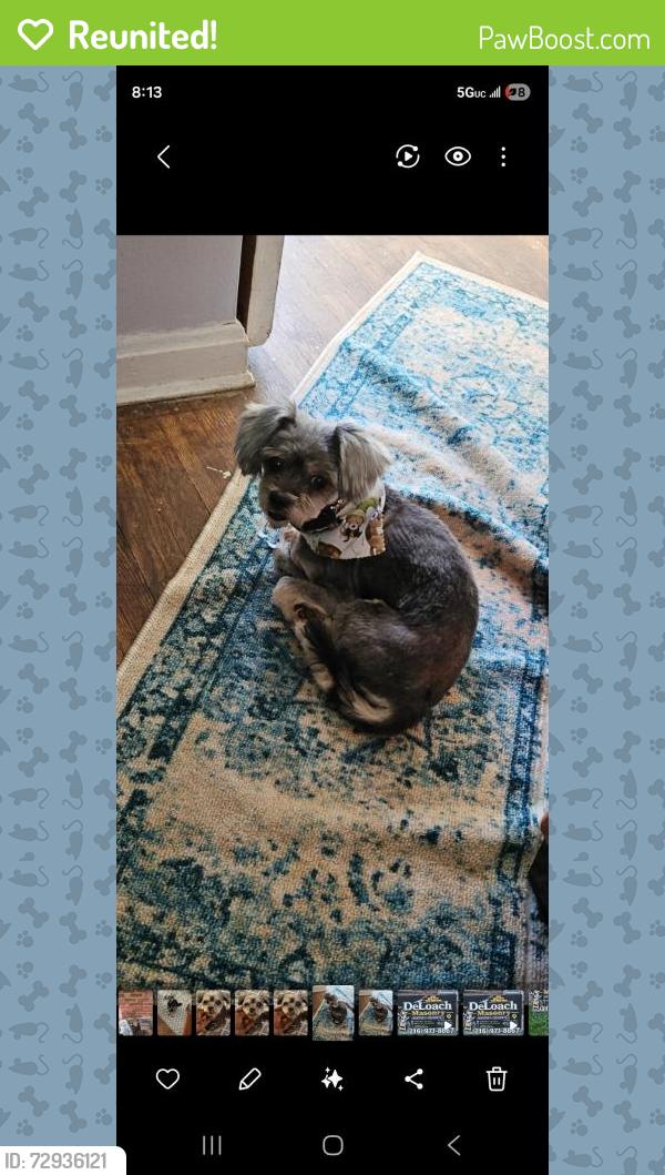Reunited Female Dog last seen E.86th st/ Grand Divison , Garfield Heights, OH 44125