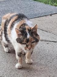 Reunited Female Cat last seen Tatton Court Egerton Road, Greater Manchester, England M14 6XH