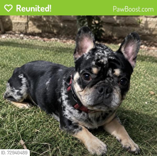 Reunited Male Dog last seen Post rd, Douglas County, GA 30187