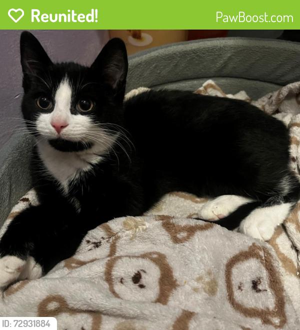Reunited Male Cat last seen Randolph Avenue & Tecumseh Road West, Windsor, ON N9B 1V9