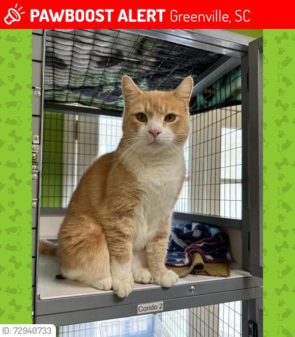 Lost Male Cat last seen Near E Washington St,, Greenville, SC 29607