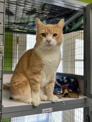 Lost Male Cat last seen Near E Washington St,, Greenville, SC 29607