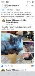 Lost Female Cat last seen Ashby and saint katherine, Saint Ann, MO 63074