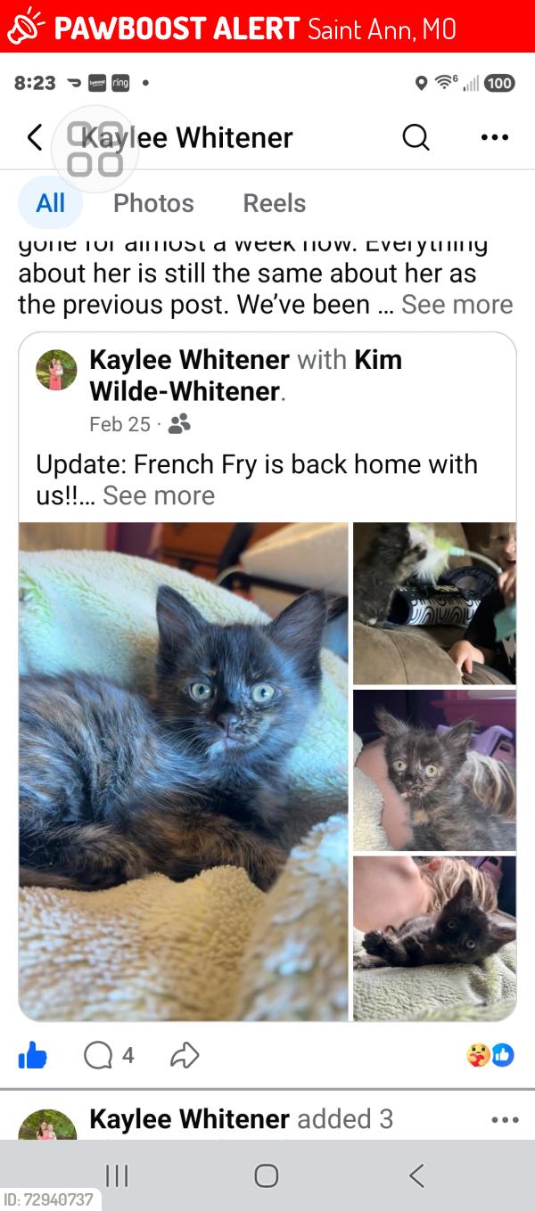 Lost Female Cat last seen Ashby and saint katherine, Saint Ann, MO 63074